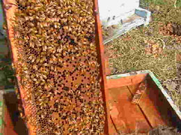 Report from India - The Brood Area