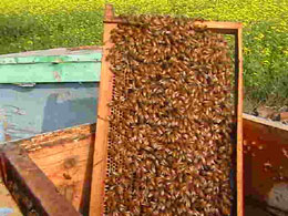 Report from India - The Bees Have Increased