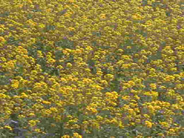 Report from India - The Flower (GOBHI SARON) We Are Having At The Moment