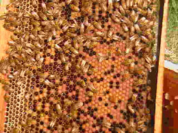 Report from India - The Brood Area (Another Pic)