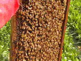 Report from India - Increased Beed (Another Pic)