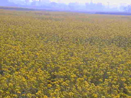 Report from India - Another Image Of The Flowers