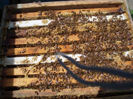 Report from New Zealand - Image 11