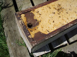 Report from New Zealand - Image 13