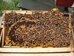 Report from New Zealand - Image 14