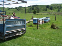 Report from New Zealand - Image 4