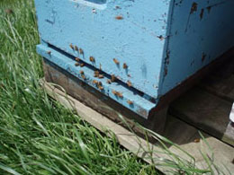 Report from New Zealand - Image 5