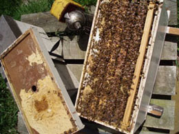 Report from New Zealand - Image 6