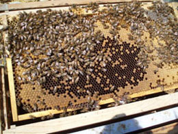 Report from New Zealand - Image 7