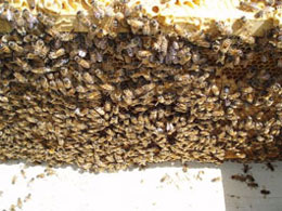 Report from New Zealand - Image 8