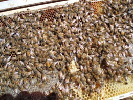 Report from New Zealand - Image 9